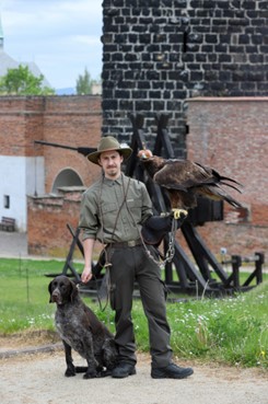 OREL SKALNÍ
